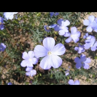 Lin - Linum Narbonense (fam Linacees) (Ouest Mediteraneen) (11)